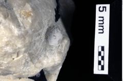 Foto (Detailansicht) von Prosopon sp. (NHMW-GEO-1990-0041-0344)